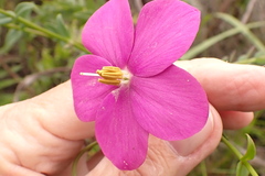 Chironia melampyrifolia