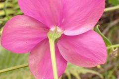 Chironia melampyrifolia
