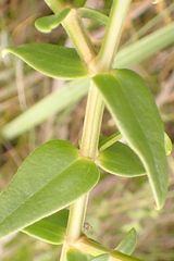 Chironia melampyrifolia