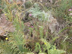 Chironia melampyrifolia
