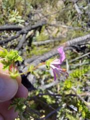 Pelargonium englerianum