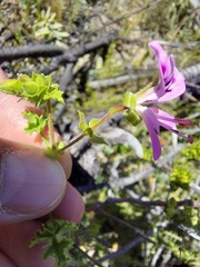 Pelargonium englerianum