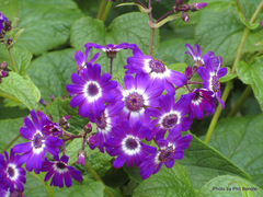 Pericallis × hybrida