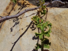 Pelargonium englerianum