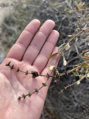 Lonicera subspicata denudata