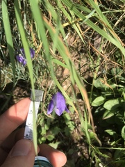 Campanula cochleariifolia