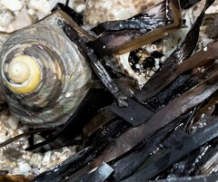 Austrocochlea porcata