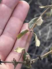 Lonicera subspicata denudata