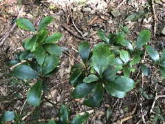 Ternstroemia gymnanthera