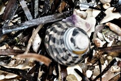 Austrocochlea porcata