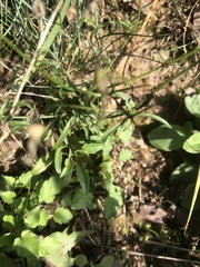 Campanula cochleariifolia