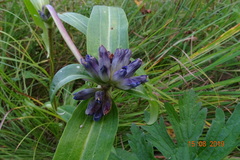 Gentiana macrophylla
