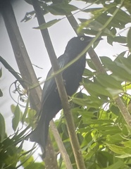 Dicrurus hottentottus leucops