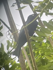 Dicrurus hottentottus leucops