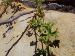 Pelargonium englerianum