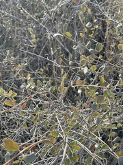 Lonicera subspicata denudata