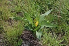 Hypoxis colchicifolia