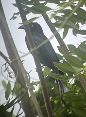 Dicrurus hottentottus leucops