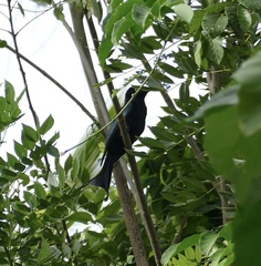 Dicrurus hottentottus leucops