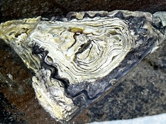 Saccostrea glomerata