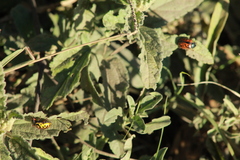 Calligrapha serpentina