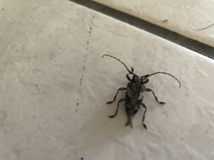 Aegomorphus jaspideus