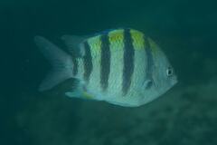 Abudefduf vaigiensis