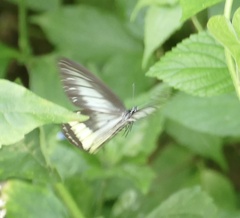 Ideopsis vitrea