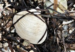 Katelysia rhytiphora