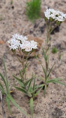 Corymbium villosum