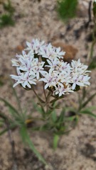 Corymbium villosum