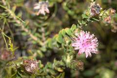 Diastella divaricata divaricata