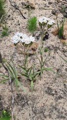 Corymbium villosum