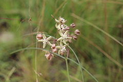 Asclepias praemorsa
