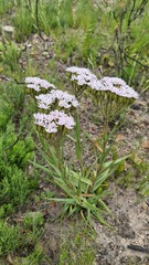 Corymbium villosum