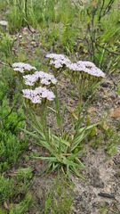 Corymbium villosum