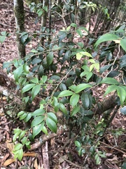 Ilex hayataiana