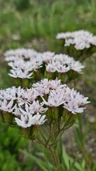 Corymbium villosum