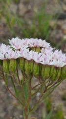 Corymbium villosum