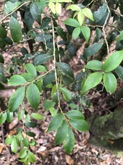 Ilex hayataiana