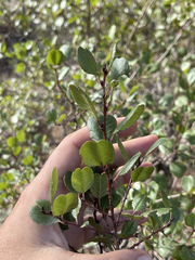 Rhamnus ilicifolia
