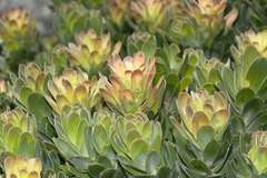 Mimetes fimbriifolius