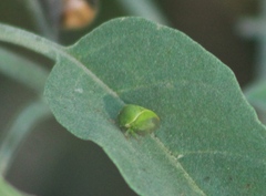 Spissistilus festinus