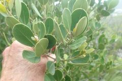 Olea capensis