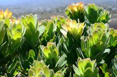 Mimetes fimbriifolius