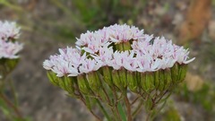 Corymbium villosum