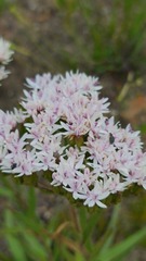 Corymbium villosum