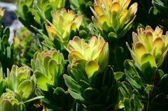 Mimetes fimbriifolius