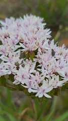 Corymbium villosum