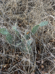 Opuntia phaeacantha
